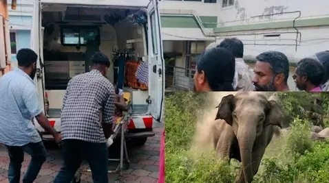 wild elephant attack vithura.jpg