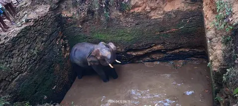 wild elephant.jpg